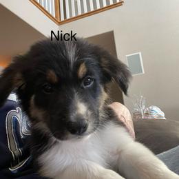 Boy 1 - Tri-color Border Collie puppy in Kenefic, Oklahoma from Woolly Farms