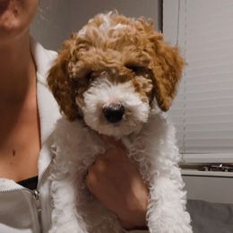 Aussiedoodles and Poodles from Bush's Sassy Poodles & Aussiedoodles
