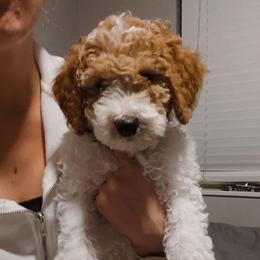 Aussiedoodles and Poodles from Bush's Sassy Poodles & Aussiedoodles