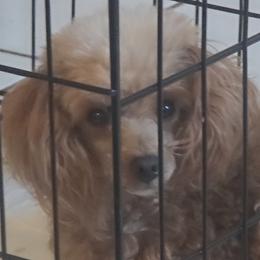 Kash - Poodle