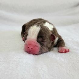 Boston Terrier Puppies from White Valley Boston Terriers