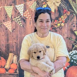 Golden Retrievers and Havanese from Moe's Goldens and HavAntics