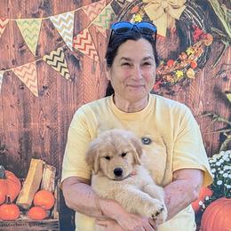 Golden Retrievers and Havanese from Moe's Goldens and HavAntics