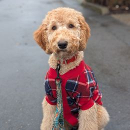 Emma - Apricot female Goldendoodle puppy in Olympia, Washington from Sinclairdoodles
