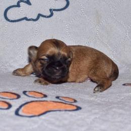 Hermione - Gold female Shih Tzu puppy in Stroud, Oklahoma from Laik’s Little Shihtz & Poms