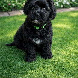 Australian Labradoodle puppies from Liberty Hill Labradoodles