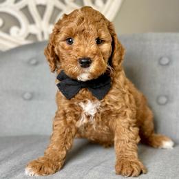 Arrow - Red  male Goldendoodle puppy in Queen Creek, Arizona from Goldendoodle AZ