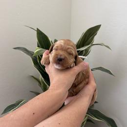 White collar - Apricot female Goldendoodle puppy in Surprise, Arizona from AZ Ohana Doodles