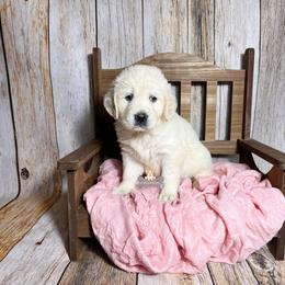 Honey - Light golden female Golden Retriever puppy in Macks Creek, Missouri from Fluffy Buttz
