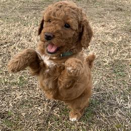 Nutmeg - Apricot female Poodle puppy in Union Grove, Alabama from Beltane Bonnies