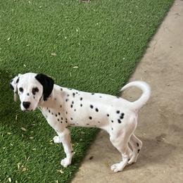 Girl 2 Patch - White and black Dalmatian puppy in Williamsburg, Ohio from Dewey’s Dals
