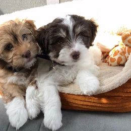 Havanese Puppies from Cloud 9 Havanese
