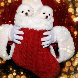 Shichon and Shih Tzu Puppies from Angie’s Teddy Bear Puppies Minnesota