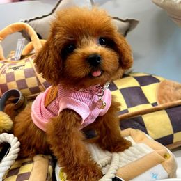 Ginger - Red female Maltipoo puppy in Sugar Land, Texas from Celebrity Maltipoos
