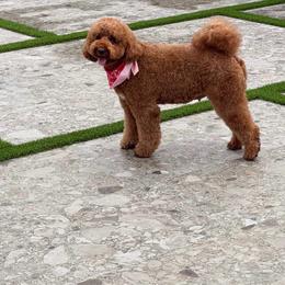 Kiara - Goldendoodle