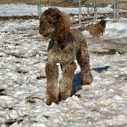 Thalia - Poodle