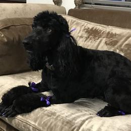 Maddie - Poodle