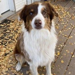 Australian Shepherds from SILVERSAGE