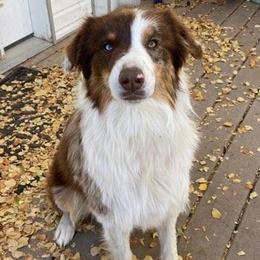 Australian Shepherds from SILVERSAGE