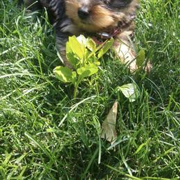 Pomeranian and Yorkshire Terrier Puppies from Melrey's paws