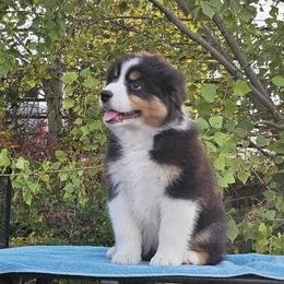 Kennedy - Black tri-color female Australian Shepherd puppy in Payson, Utah from Full Throttle Australian Shepherds