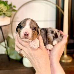 Bernedoodle Puppies from Coco Avenue Pups