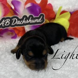 Lightning - Black and tan male Dachshund puppy in Mesquite, Texas from AB Dachshund