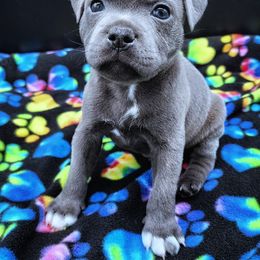 Alfredo - Blue male Staffordshire Bull Terrier puppy in Dallas, Texas from Wild Blue Staffords