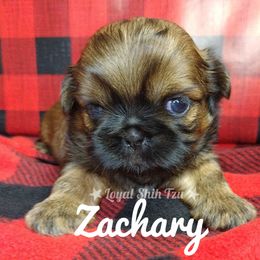 Zachary - Red and white male Shih Tzu puppy in Peoria, Arizona from Loyal Shih Tzu