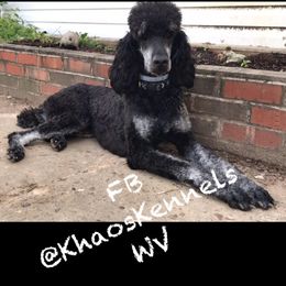 Poodle All Grown Up from Khaos Kennels WV