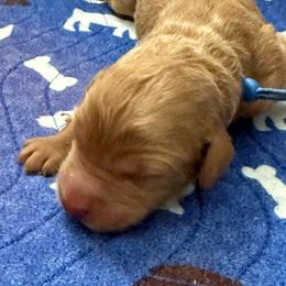 Blue Spike - Apricot male Goldendoodle puppy in Fontana, California from Grammy's Puppy Love doodles and poodles