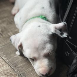 Ghost - White and black male Dalmatian puppy in Hastings, Florida from Love My Spotty Dalmatians