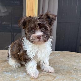 Chipper - Chocolate male Havanese puppy in Lancaster, South Carolina from 3 Bs Havanese-PUPPIES with  PURPOSE