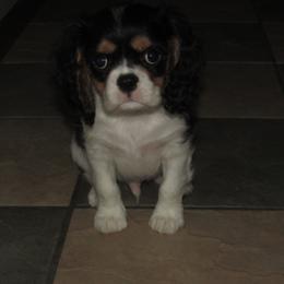 Cavalier King Charles Spaniel puppies from Lori's Cavalier King Charles Spaniels & Dachshunds