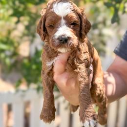 Seal - Red  male Goldendoodle puppy in Garden Grove, California from Sunkissed Doodles