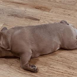 French Bulldogs from Matra French Bulldogs