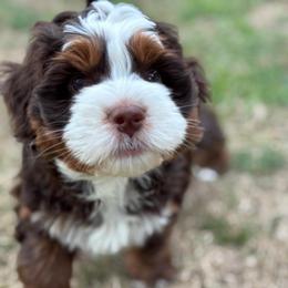 Rascal - Brown and white male Bernedoodle puppy in Hillsboro, Oregon from Myt fine doodles