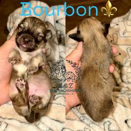 Bourbon - Cream male Dachshund puppy in Hornbeck, Louisiana from A&Z Mini Dachshunds