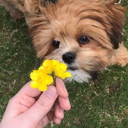 Bichon Frises, Havanese, and Lhasa Apsos from Our Lovely Pups