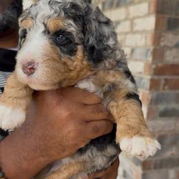 Basil - Blue merle male Bernedoodle puppy in Richmond, Texas from Harper’s Heartbeats