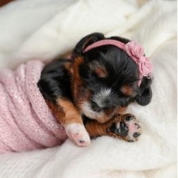 Cavalier King Charles Spaniel Puppies from Sweet Southern Cavaliers