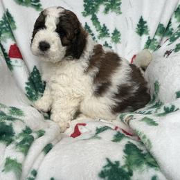 STETSON - Brown and white male Saint Berdoodle puppy in San Antonio, Texas from Mammoth Doodles