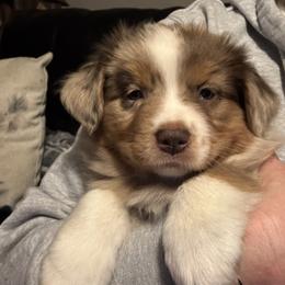 Australian Shepherd, Miniature American Shepherd, Miniature Australian Shepherd, and Toy Australian Shepherd Puppies from HP Aussie Kennels