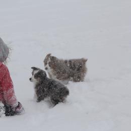Miniature Australian Shepherd Puppies from Cabin Hearth Miniature and Toy Australian Shepherds