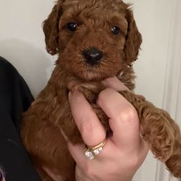 AKC Girl 2 - Red  female Poodle puppy in Southwest Ranches, Florida from Herringbone ‘s Poodles