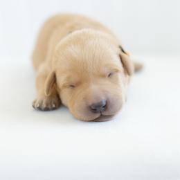 Bolt - Yellow male Labrador Retriever puppy in Allons, Tennessee from UC Labradors LLC