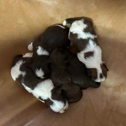 Girl 3 - Liver and white female Shih Tzu puppy in Kodak, Tennessee from Cutshall Babies