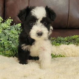 Olive - Black and white Aussiedoodle puppy in Missouri from B&M Cottonwood Canines