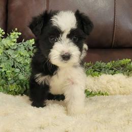 Olive - Black and white Aussiedoodle puppy in Missouri from B&M Cottonwood Canines
