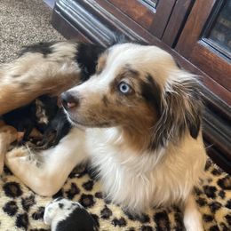 Dolly - Toy Australian Shepherd